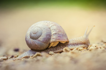 Roman snail (Helix pomatia) crossing the road in the forest