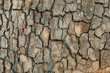 Tree bark texture, closeup
