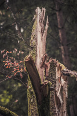 Broken tree in a dark autumn forest