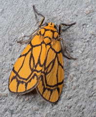 Fototapeta na wymiar Macro Photo of Yellow Moth on Gray Wall