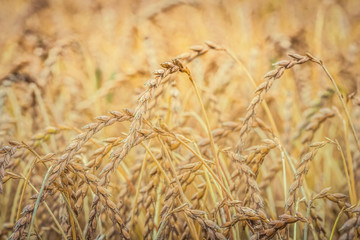 Obraz premium Detailed close-up photo of a golden grain field on a sunny summer day