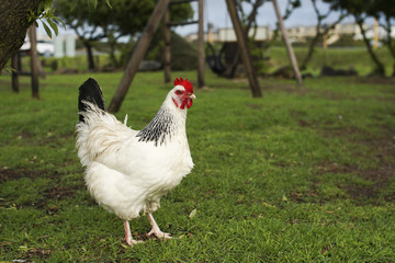 White chicken with a red head standing on green grass