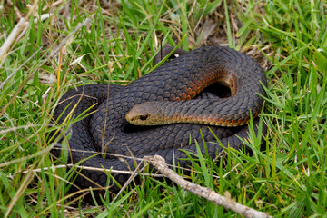 Tiger snake, Australia