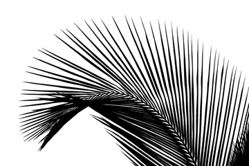 palme noire, fond blanc