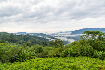 Fototapeta na wymiar Rainforest in Sabah, Malaysia