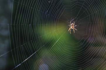 a spider on a cobweb in anticipation of food 2