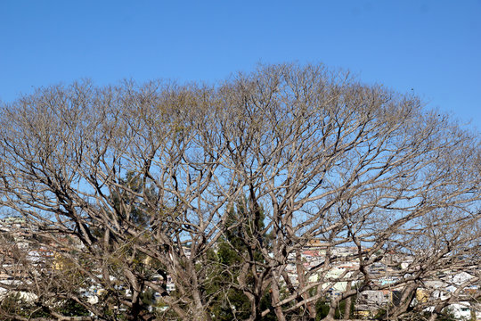 arvore seca em area urbana 