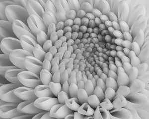 Chrysanthemum Flower