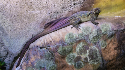 Lizard looking at the camera