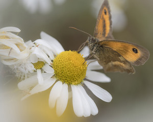 Gatekeeper Butterfly