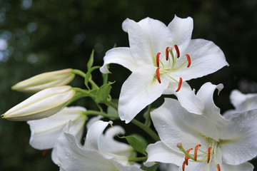 Blühende weiße Lilien und Knospen