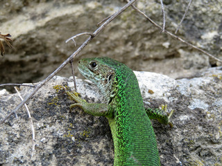 European green lizard sitting on a stone. Lacerta viridis in summer, wildlife