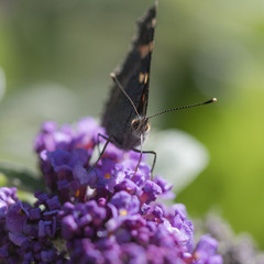 Tortoise shell Butterfly