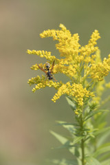 Wespe an gelber Staude