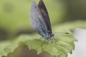 Brown Meadow Butterfly