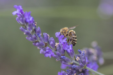 Biene bei der Nektarsuche an Lavendel
