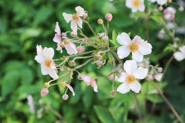 Für den Bauerngarten: Fünfblättrige weisse Blüten mit gelben Stempeln und Knospen