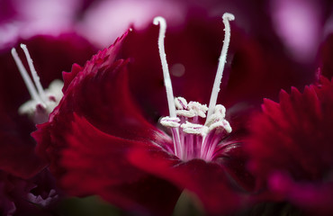Red Dianthus Flower