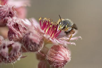 Wollbiene an Sukkulentenblüte