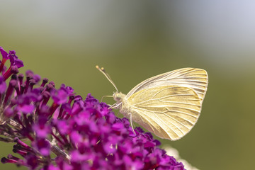 Kohlweissling sucht Nektar an lila Sommerflieder