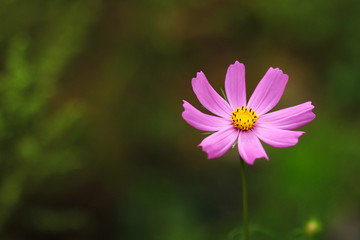 Beautiful Persian chrysanthemum by the roadside