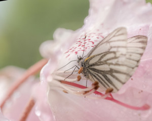 Black Veined Butterfly
