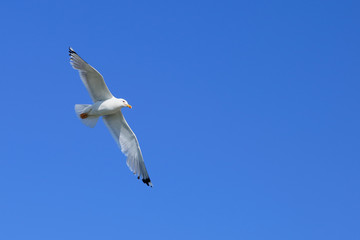 Flying seagull. Seagull on the background of a clear blue sky with a wingspan to their full length.