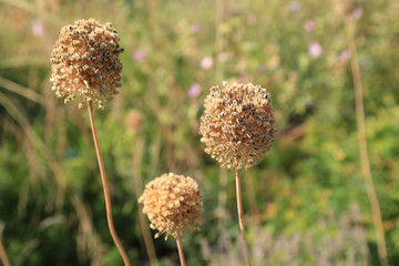 Verblühte Zierlauche mit Samenständen im Herbst