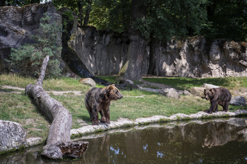 European brown bears
