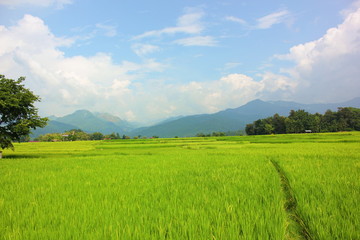rice field with bule sky background