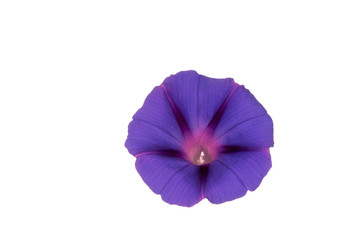 Beautiful violet morning glory flower isolated on white background
