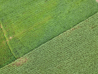 landscape of sugarcane in Thailand