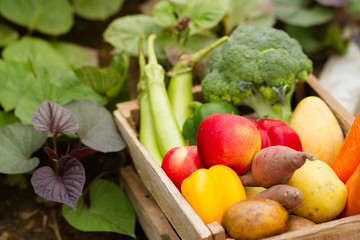 Apple and some vegetable harvest on autumn season ready to delivery to fresh market