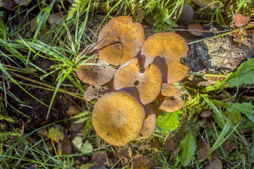 Mushrooms in the autumn forest. Meadow fucus