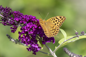 Kaisermantel an lila Sommerflieder