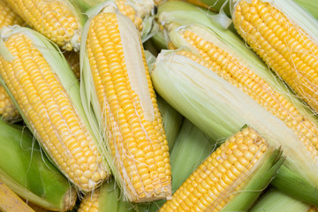 Pile of fresh yellow corn vegetable food for good healthy.