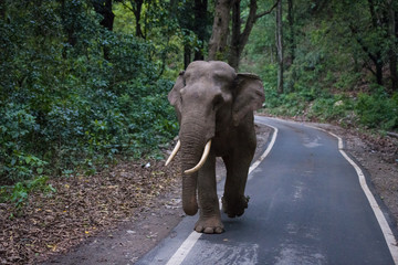 Fototapeta na wymiar Elefant Indien 