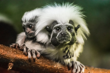 Cotton top tamarin porttrait with baby (Saguinus oedipus))