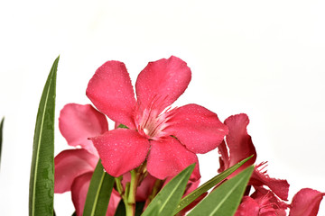 Oleander, Sweet Oleander, Rose Bay, ornamental and medicinal properties.