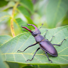 Hirschkäfer lucanus cervus auf einem Nussbaum