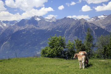 Fototapeta na wymiar Berg-Landschaft mit Haflinger, Dolomiten, Südtirol, Italien, Europa