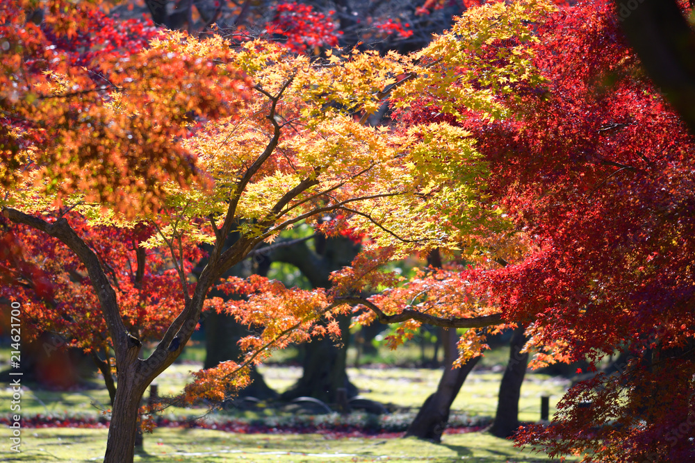 Wall mural autumn season maple leaves and branches in the garden.