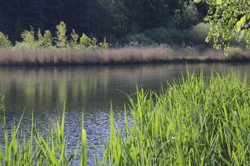 Natursee mit Schilf, Südtirol, Italien