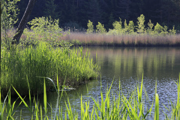 Natursee mit Schilf, Südtirol, Italien