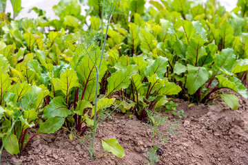 green beet leaves growing in the garden 