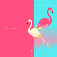 Pink and white flamingo standing in water on one leg. Exotic bird made in flat style. Summer time vacation concept. Add color to your life motivation quote. Vector design template.
