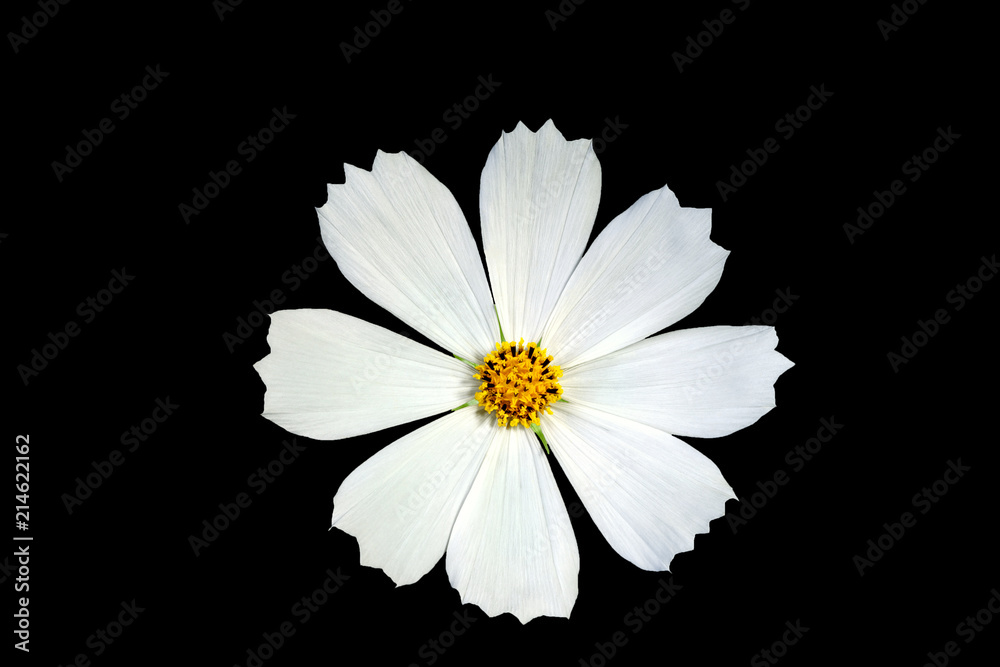 Wall mural white cosmos flower isolated on a black background