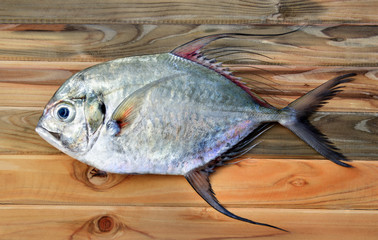 Fresh Threadfin jack fish.