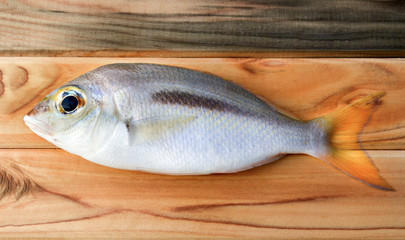 Fresh Scolopsis monogramma fish