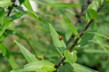 Red beetle on leaf